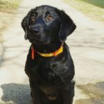 Hunting Labrador Retrievers Georgia