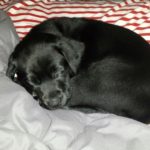 black Labrador puppies breeders
