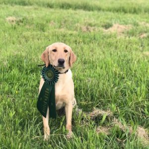 Labrador Retriever Breeder Alabama